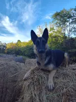 Sam, a male German Shepherd Dog for sale in Lawrenceburg, KY – 9 of 10