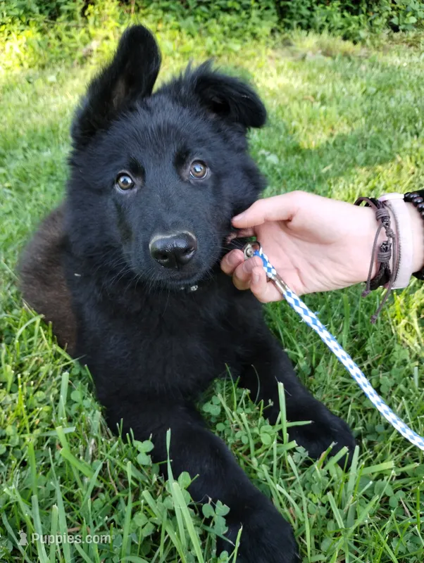 Jack – German Shepherd Dog puppy for sale in Lawrenceburg, KY