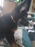 Sam, a male German Shepherd Dog for sale in Lawrenceburg, KY – 5 of 10
