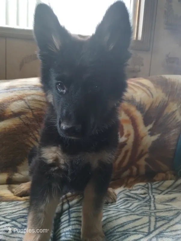 Sam – German Shepherd Dog puppy for sale in Lawrenceburg, KY