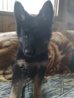 Sam, a male German Shepherd Dog for sale in Lawrenceburg, KY – 1 of 10