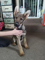 Ted , a male German Shepherd Dog for sale in Lawrenceburg, KY – Photo 2 of 5