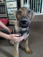 Ted , a male German Shepherd Dog for sale in Lawrenceburg, KY – Photo 3 of 5