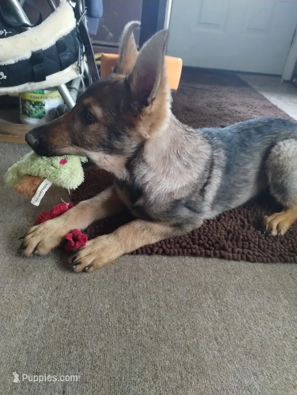 Ted  – German Shepherd Dog puppy for sale in Lawrenceburg, KY
