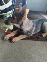 Ted , a male German Shepherd Dog for sale in Lawrenceburg, KY – Photo 1 of 5