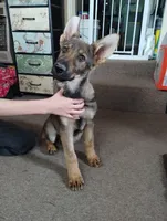 Ted , a male German Shepherd Dog for sale in Lawrenceburg, KY – Photo 5 of 5