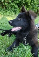 Jack, a male German Shepherd Dog for sale in Lawrenceburg, KY – 5 of 9