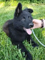 Jack, a male German Shepherd Dog for sale in Lawrenceburg, KY – 2 of 9