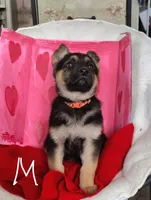 Orange, a male German Shepherd Dog for sale in Lawrenceburg, KY – Photo 1 of 4