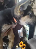 Orange, a male German Shepherd Dog for sale in Lawrenceburg, KY – Photo 2 of 4