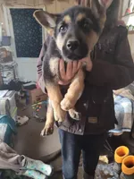 Orange, a male German Shepherd Dog for sale in Lawrenceburg, KY – Photo 3 of 4