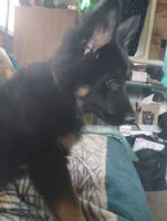 Sam, a male German Shepherd Dog for sale in Lawrenceburg, KY – 4 of 10