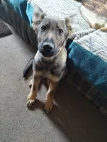 Bill, a male German Shepherd Dog for sale in Lawrenceburg, KY – Photo 3 of 5