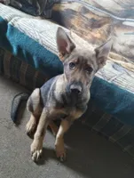 Bill, a male German Shepherd Dog for sale in Lawrenceburg, KY – Photo 4 of 5