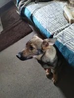 Bill, a male German Shepherd Dog for sale in Lawrenceburg, KY – Photo 5 of 5