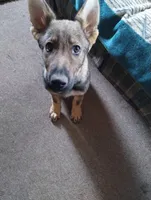 Bill, a male German Shepherd Dog for sale in Lawrenceburg, KY – Photo 2 of 5