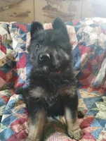 Sam, a male German Shepherd Dog for sale in Lawrenceburg, KY – 3 of 3