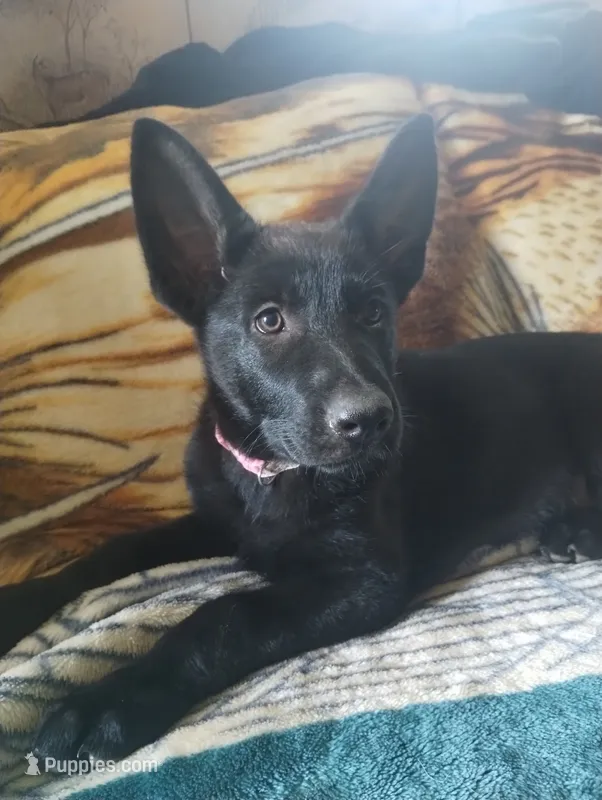 Pink  – German Shepherd Dog puppy for sale in Lawrenceburg, KY