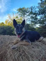 Sam, a male German Shepherd Dog for sale in Lawrenceburg, KY – 8 of 10