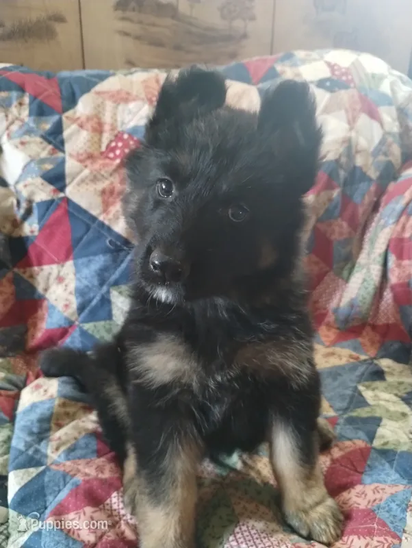 Sam – German Shepherd Dog puppy for sale in Lawrenceburg, KY