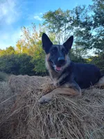 Pink , a female German Shepherd Dog for sale in Lawrenceburg, KY – 8 of 8