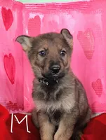 Black, a male German Shepherd Dog for sale in Lawrenceburg, KY – Photo 2 of 3