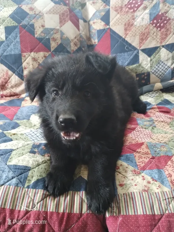 Jack – German Shepherd Dog puppy for sale in Lawrenceburg, KY