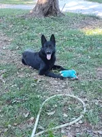 Jack, a male German Shepherd Dog for sale in Lawrenceburg, KY – 8 of 9