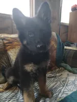 Sam, a male German Shepherd Dog for sale in Lawrenceburg, KY – 3 of 10