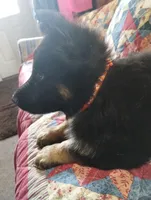 Sam, a male German Shepherd Dog for sale in Lawrenceburg, KY – 2 of 3