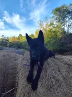 Sam, a male German Shepherd Dog for sale in Lawrenceburg, KY – 10 of 10