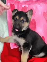 Green, a male German Shepherd Dog for sale in Lawrenceburg, KY – Photo 1 of 4