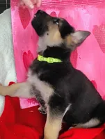 Green, a male German Shepherd Dog for sale in Lawrenceburg, KY – Photo 2 of 4