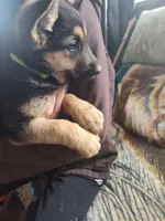 Green, a male German Shepherd Dog for sale in Lawrenceburg, KY – Photo 4 of 4