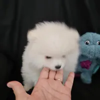 Snowbear, a male Pomeranian for sale in Big Island, VA – 8 of 8