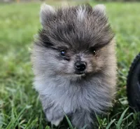 Timber, a male Pomeranian for sale in Big Island, VA – 9 of 10