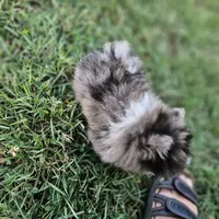 Timber, a male Pomeranian for sale in Big Island, VA – 10 of 10