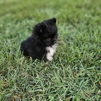 Teddy, a male Pomeranian for sale in Big Island, VA – 7 of 8