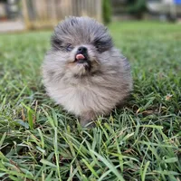 Timber, a male Pomeranian for sale in Big Island, VA – 6 of 10