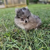 Timber, a male Pomeranian for sale in Big Island, VA – 7 of 10