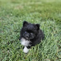 Teddy, a male Pomeranian for sale in Big Island, VA – 4 of 8
