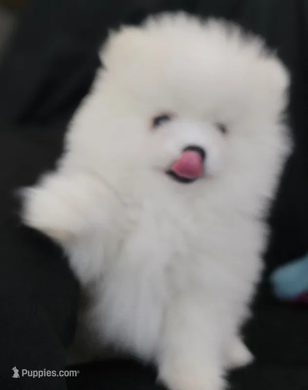 Snowbear – Pomeranian puppy for sale in Big Island, VA