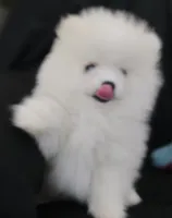 Snowbear, a male Pomeranian for sale in Big Island, VA – 1 of 8