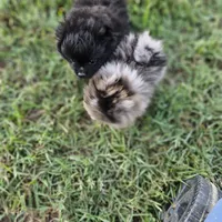 Timber, a male Pomeranian for sale in Big Island, VA – 8 of 10