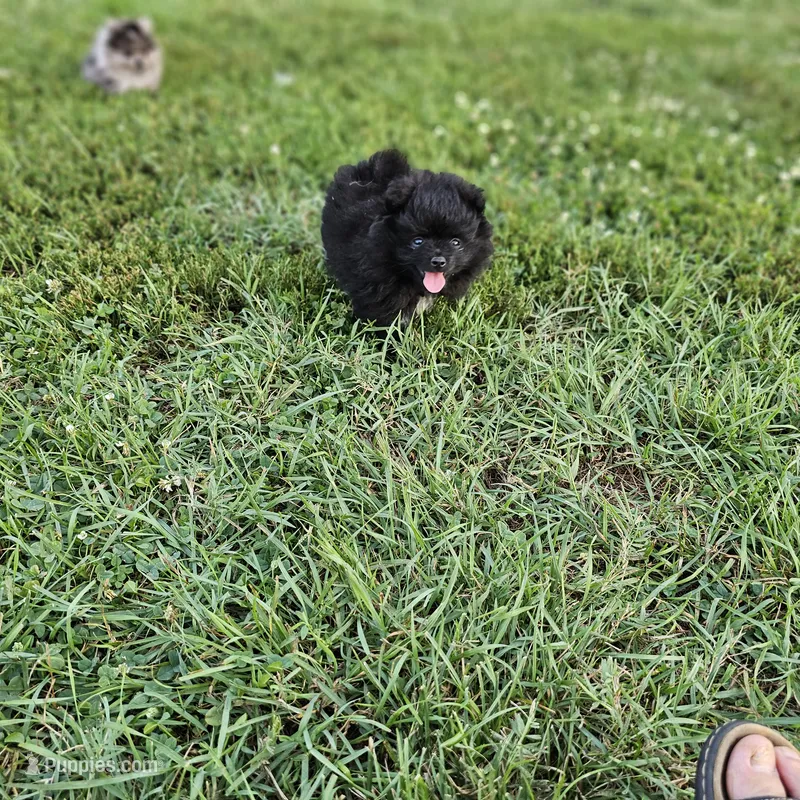 Toby – Pomeranian puppy for sale in Big Island, VA
