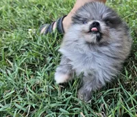 Timber, a male Pomeranian for sale in Big Island, VA – 3 of 10