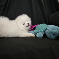 Snowbear, a male Pomeranian for sale in Big Island, VA – 5 of 8