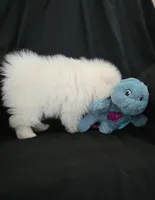 Snowbear, a male Pomeranian for sale in Big Island, VA – 4 of 8
