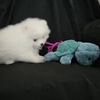 Snowbear, a male Pomeranian for sale in Big Island, VA – 7 of 8