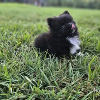 Teddy, a male Pomeranian for sale in Big Island, VA – 1 of 8
